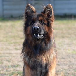 Lotty - German Shepherd