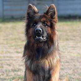Lotty - German Shepherd