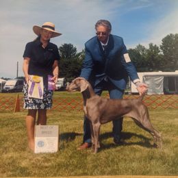 Weimaraner All Grown Up from Camelot Talk About Weimaraner