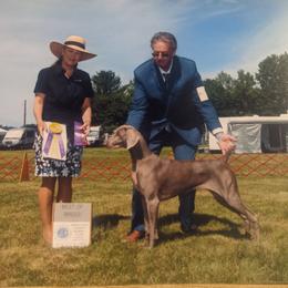 Weimaraner All Grown Up from Camelot Talk About Weimaraner