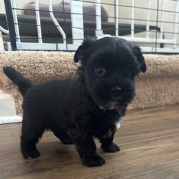 Winston - Black and tan male Yorkshire Terrier puppy in Knoxville, Tennessee from Rainbow Bliss Yorkies