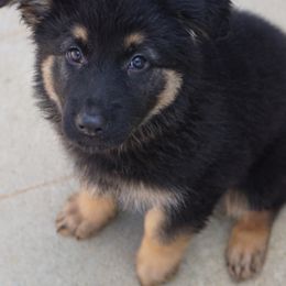 German Shepherd Puppies from West Haus Shepherds