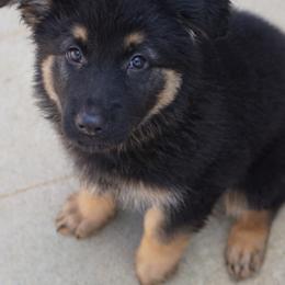 German Shepherd Puppies from West Haus Shepherds