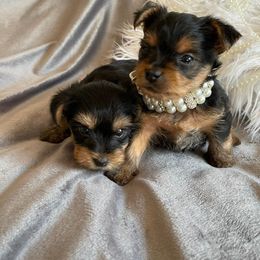 "Chloe and Paris" Yorkshire Terrier Puppies from Ella's Designer Yorkies