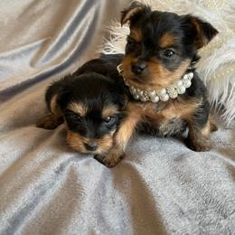 "Chloe and Paris" Yorkshire Terrier Puppies from Ella's Designer Yorkies
