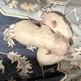 Brodie - White and buff male Bichon Frise puppy in Lavon, Texas from Sissy’s Heavenly Paws