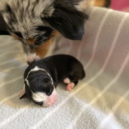 Miniature Australian Shepherd Puppies from Mels Mini Aussies