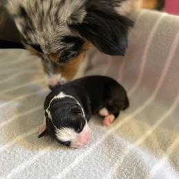 Miniature Australian Shepherd Puppies from Mels Mini Aussies