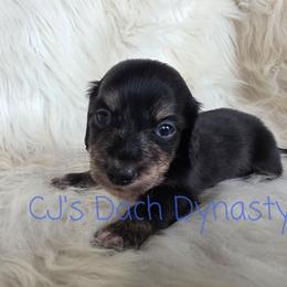 ACE 3500 - Black and cream male Dachshund puppy in Gatesville, Texas from CJ's Dach Dynasty