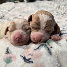 Trinity - Blenheim female Cavapoo puppy in Truckee, California from Heavenly Goldendoodles