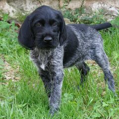 Bracco Italiano and German Wirehaired Pointer Puppies from Claddagh Kennel