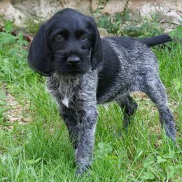 Bracco Italiano and German Wirehaired Pointer Puppies from Claddagh Kennel