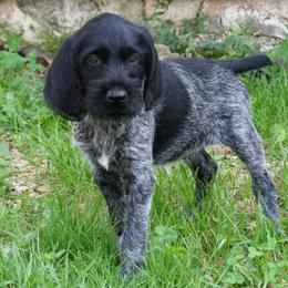 Bracco Italiano and German Wirehaired Pointer Puppies from Claddagh Kennel