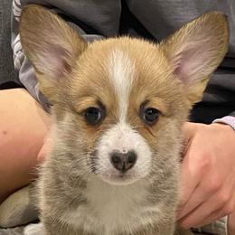 Poppy - Red female Pembroke Welsh Corgi puppy in Urbana, Ohio from Edgewood Farm and Kennel