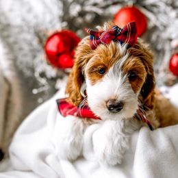 Rossi - Red Bernedoodle puppy in Springville, Utah from Happy Doodle