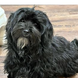 Dixie - Havanese