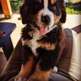Bernese Mountain Dog Puppies from Berners of New Mexico