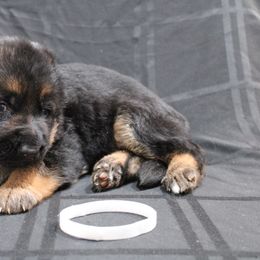 German Shepherd Puppies from Rodney Aguirre