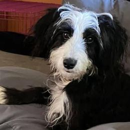 Bernedoodles and Goldendoodles from Winter wonderland doodles