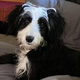Bernedoodles and Goldendoodles from Winter wonderland doodles