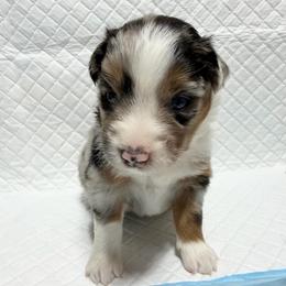 Girl 4 - Blue merle female Miniature Australian Shepherd puppy in Olean, New York from Windy River Mini Aussie