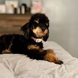 Kit Kat - Phantom female Poodle puppy in Munster, Indiana from Miranda’s Sunshine Poodles and Doodles