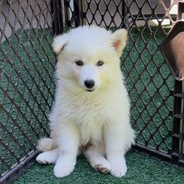 Star - Transport Available - White female Siberian Husky puppy in Mountain House, California from Limitless Huskies