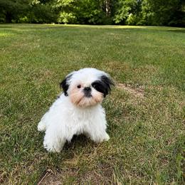 Patches - White male Shih Tzu puppy in Huntingdon, Pennsylvania from Shih Tzu Lovins