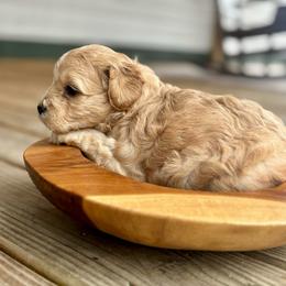 Sunny - Buff female Cockapoo puppy in Ellaville, Georgia from Lakeside Cockapoos