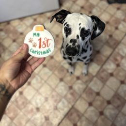 Squishy - White and black Dalmatian puppy in Elko, Nevada from Knotts Dalmatians