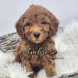 Ambrose - Red  male Goldendoodle puppy in Humboldt, Minnesota from Sister Doodles
