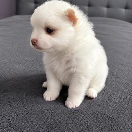 Lily - White female Pomeranian puppy in Mc Henry, Illinois from Pomeranians