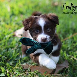 Australian Shepherd, Miniature American Shepherd, Miniature Australian Shepherd, and Toy Australian Shepherd Puppies from TK Standard, Mini, & Toy Aussies