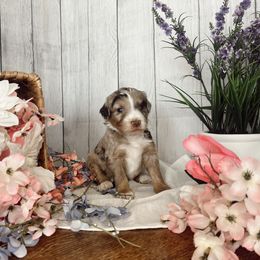 Aussiedoodle and Goldendoodle Puppies from Utah Faith Doodles