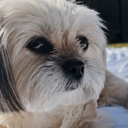 Shih Tzus from Ivy Ozz Pups