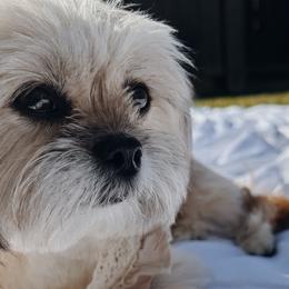 Shih Tzus from Ivy Ozz Pups
