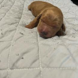 Boy 3 - Dark golden male Golden Retriever puppy in Dry Fork, Virginia from Sarah's Golden Retrievers