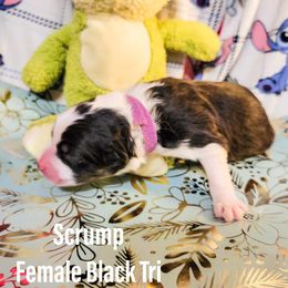 Australian Shepherd Puppies from Gordon and Sons Farms