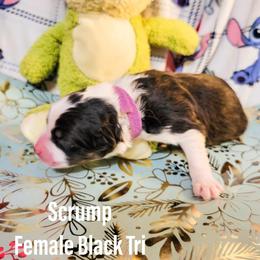 Australian Shepherd Puppies from Gordon and Sons Farms