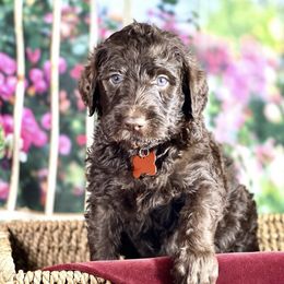Labradoodles from Secret Society Exotics
