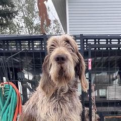 Bart - Spinone Italiano