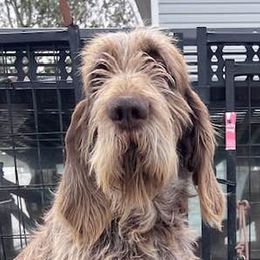 Bart - Spinone Italiano