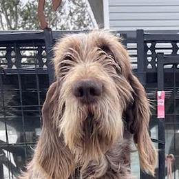 Bart - Spinone Italiano