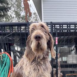 Bart - Spinone Italiano