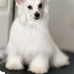 Chinese Crested puppies from Sommer Standards & Chinese Cresteds
