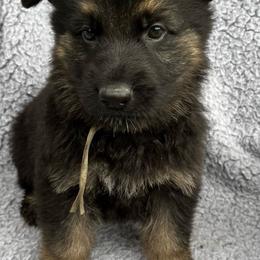 Boy 6 - Black and tan male German Shepherd puppy in Allentown, Pennsylvania from VMH Shepherds