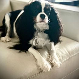Buffy - Cavalier King Charles Spaniel