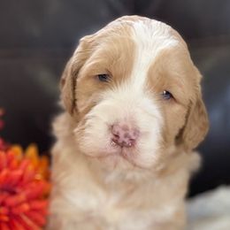 American Corgis and Goldendoodles from Circle N Farms