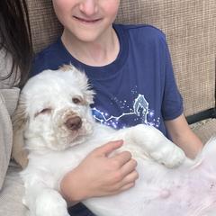 Clumber Spaniel Puppies from Wanderlust Clumber Spaniels