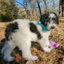 Double Doodle Puppies from Breedlove Mtn Doodles